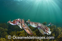 Giant Cuttlefish mating Photo - Gary Bell