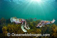 Giant Cuttlefish mating Photo - Gary Bell