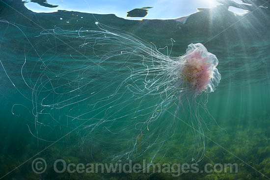 Jellyfish Cyanea rosella photo Jellyfish Cyanea rosella photo