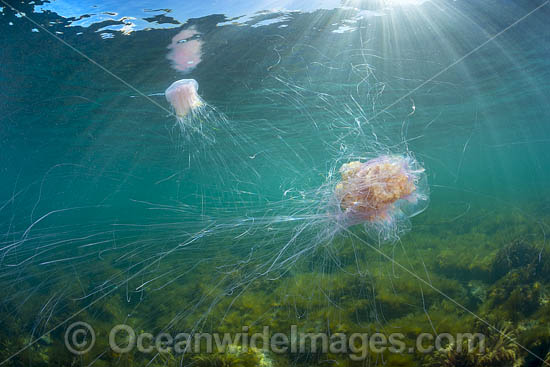 Jellyfish Cyanea rosella photo Jellyfish Cyanea rosella photo