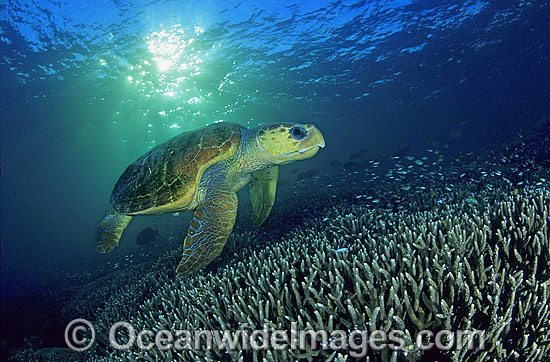 Loggerhead Sea Turtle Caretta caretta photo Loggerhead Sea Turtle Caretta caretta photo