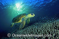 Loggerhead Sea Turtle Caretta caretta Photo - Gary Bell