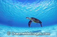 Green Sea Turtle Chelonia mydas Photo - Gary Bell