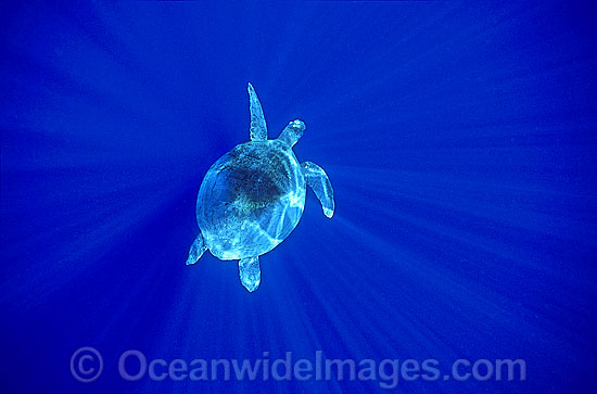 Green Sea Turtle in spiked sunrays photo Green Sea Turtle in spiked sunrays photo