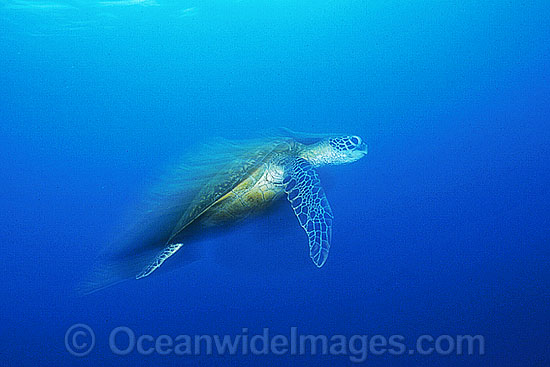 Green Sea Turtle Chelonia mydas swimming photo Green Sea Turtle Chelonia mydas swimming photo