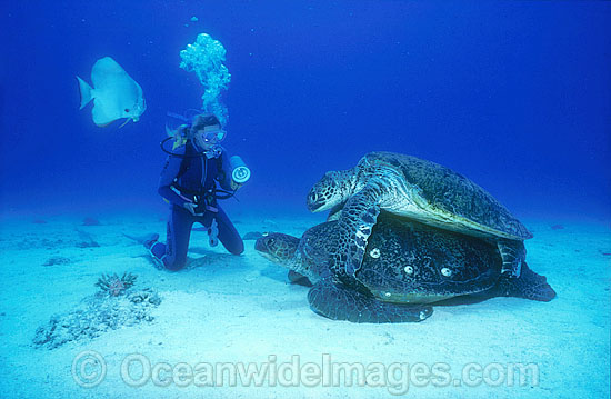 Mating Green Sea Turtles Scuba Diver photo Mating Green Sea Turtles Scuba Diver photo