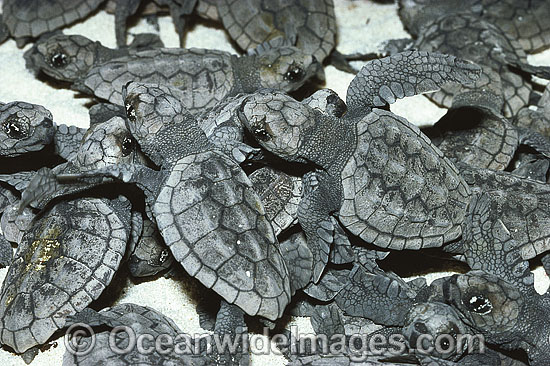 Loggerhead Turtle hatchlings emerging photo Loggerhead Turtle hatchlings emerging photo