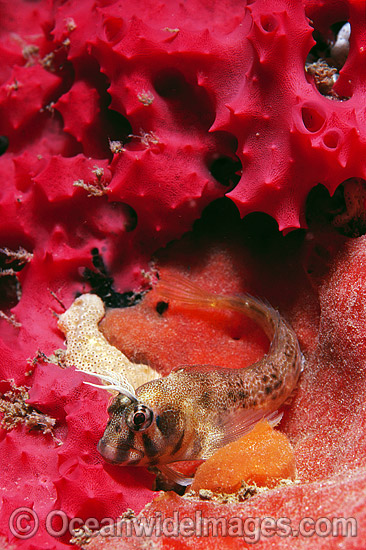 Tasmanian Blenny Parablennius tasmanianus photo Tasmanian Blenny Parablennius tasmanianus photo