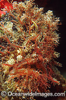 Tasselled Anglerfish Rhycherus filamentosus Photo - Gary Bell