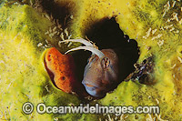 Tasmanian Blenny Photo - Gary Bell