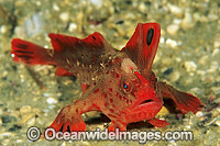 Red Handfish Photo - Gary Bell