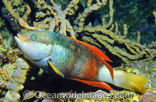 Crimson-banded Wrasse Notolabrus gymnogenis photo Crimson-banded Wrasse Notolabrus gymnogenis photo