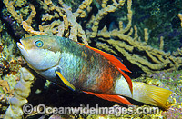 Crimson-banded Wrasse Notolabrus gymnogenis Photo - Gary Bell