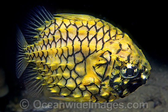 Pineapplefish Cleidopus gloriamaris photo Pineapplefish Cleidopus gloriamaris photo