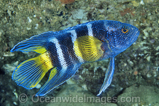 Eastern Blue Devilfish Paraplesiops bleekeri photo Eastern Blue Devilfish Paraplesiops bleekeri photo