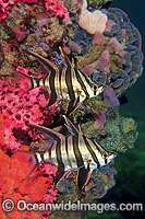 Old Wife Enoplosus armatus Photo - Gary Bell