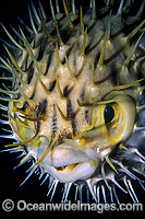 Globefish Photo - Gary Bell