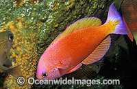 Splended Perch Callanthias australis Photo - Gary Bell