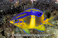 Girdled Scalyfin Parma unifasciata Photo - Gary Bell