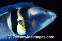 King Wrasse Coris sandageri Photo - Gary Bell