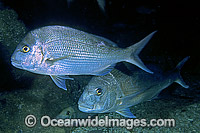 Snapper Pagrus auratus Photo - Gary Bell