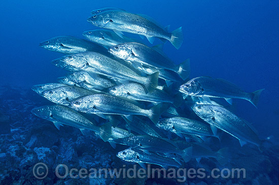 Schooling Jewfish Mulloway photo Schooling Jewfish Mulloway photo
