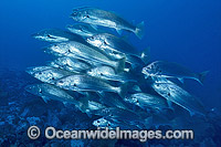 Schooling Jewfish Mulloway Photo - Gary Bell