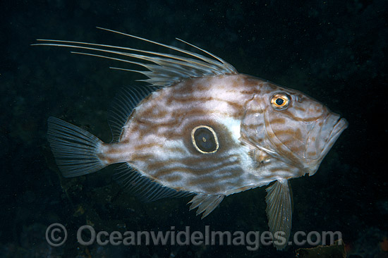 John Dory Zeus faber photo John Dory Zeus faber photo