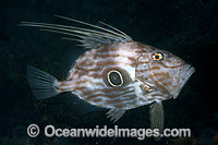 John Dory Zeus faber Photo - Gary Bell