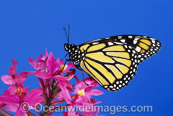 Australian Butterflies Photos, Pictures and Images