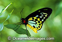 Birdwing Butterfly Photo - Gary Bell