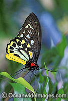 Cairns Birdwing Butterfly Ornithoptera priamus Photo - Gary Bell