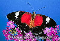 Red Lacewing Butterfly Cethosia biblis Photo - Gary Bell