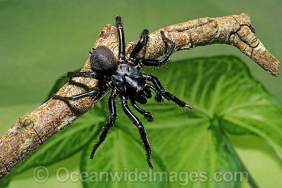 Port Macquarie Funnel-web Spider photo