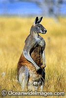Red Kangaroo Macropus rufus Photo - Gary Bell
