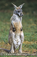 Red Kangaroo joey Photo - Gary Bell