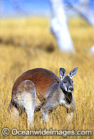 Red Kangaroo Macropus rufus Photo - Gary Bell