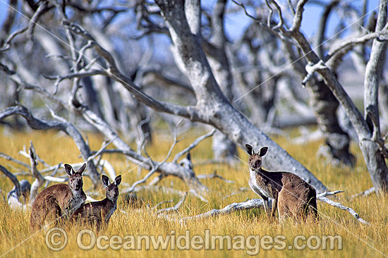 Western Grey Kangaroo photo