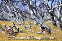 Western Grey Kangaroo Photo - Gary Bell