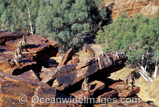 Black-footed Rock Wallaby Petrogale lateralis photo Black-footed Rock Wallaby Petrogale lateralis photo