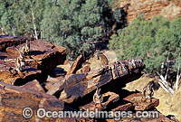 Black-footed Rock Wallaby Petrogale lateralis Photo - Gary Bell