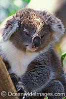 Koala Phascolarctos cinereus Photo - Gary Bell