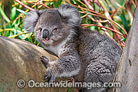 Koala Phascolarctos cinereus Photo - Gary Bell