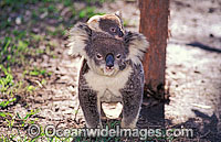 Koala mother with baby Photo - Gary Bell