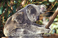 Koala mother with baby Photo - Gary Bell