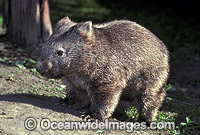 Common Wombat Vombatus ursinus Photo - Gary Bell