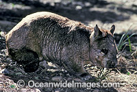 Southern Hairy-nosed Wombat Photo - Gary Bell