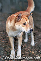 Dingo Canus dingo Photo - Gary Bell