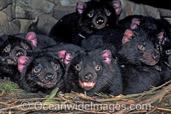 Den of Tasmanian Devil cubs photo Den of Tasmanian Devil cubs photo