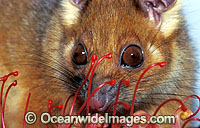 Common Ringtail Possum feeding on grevillea Photo - Gary Bell